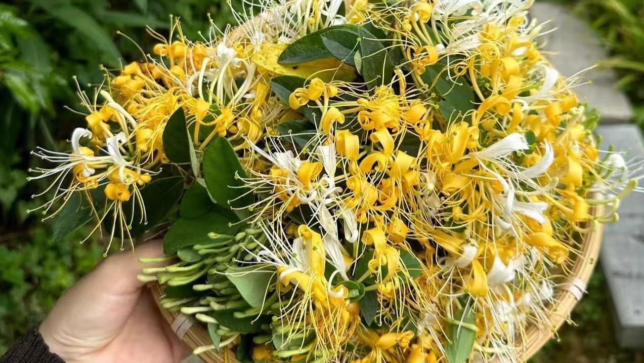 聪明人什么花都不养！却专养这3种 天然养生宝，好看还护身体