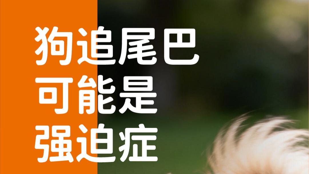 象乡宠物食品 | 狗追尾巴可能是强迫症