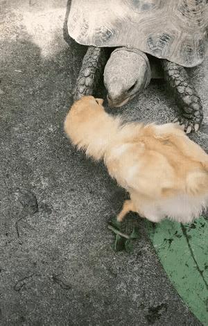 这只乌龟成精了吧！你看它为什么踩住小鸡的脚，然后又放开[呲牙]