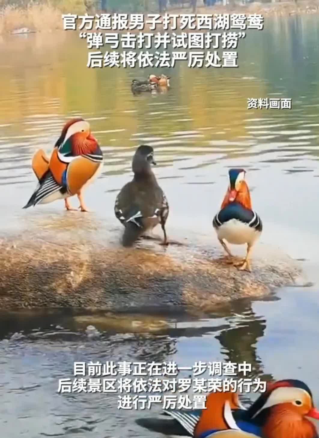 杭州西湖用弹弓打死鸳鸯的男子被抓到了，他这回栽了！4月7日下午，34岁男子罗某荣