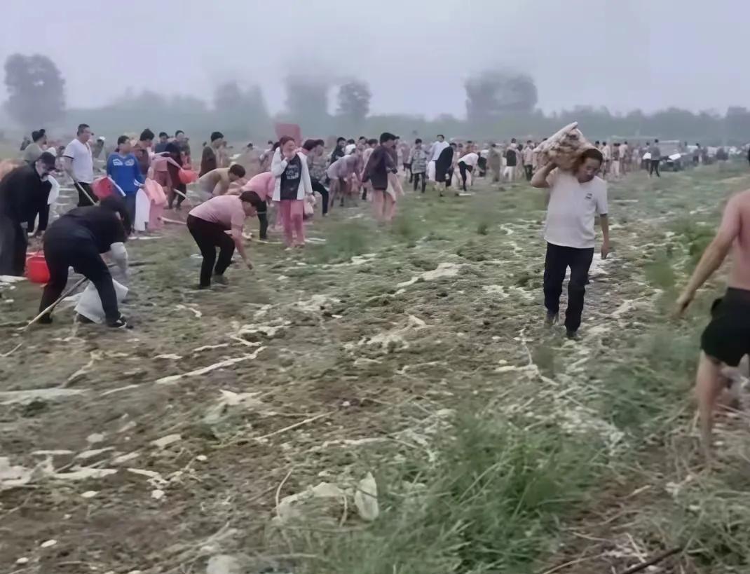 百万斤土豆一夜消失！村干部一句话让承包商破大防！
当承包商曾先生看着上千村民开着