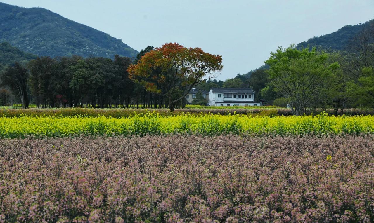 见惯了黄色的油菜花，湖州吴兴区道场乡菰城村这片彩色油菜田让我感到惊艳！
所谓彩色