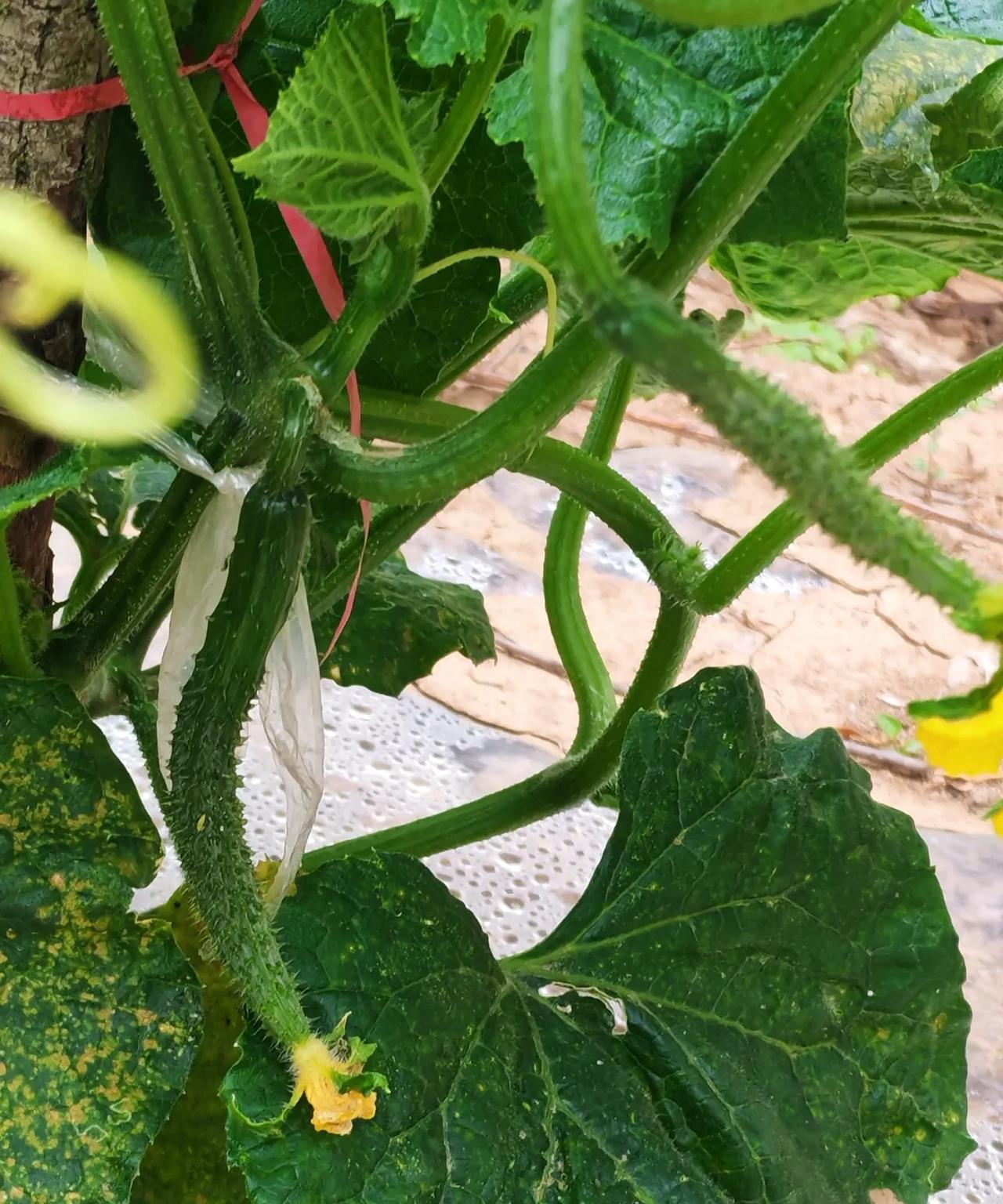这段时间雨水充沛
我在校园里栽的黄瓜开花了
一片片绿叶下
还长出了许多带小黄花的