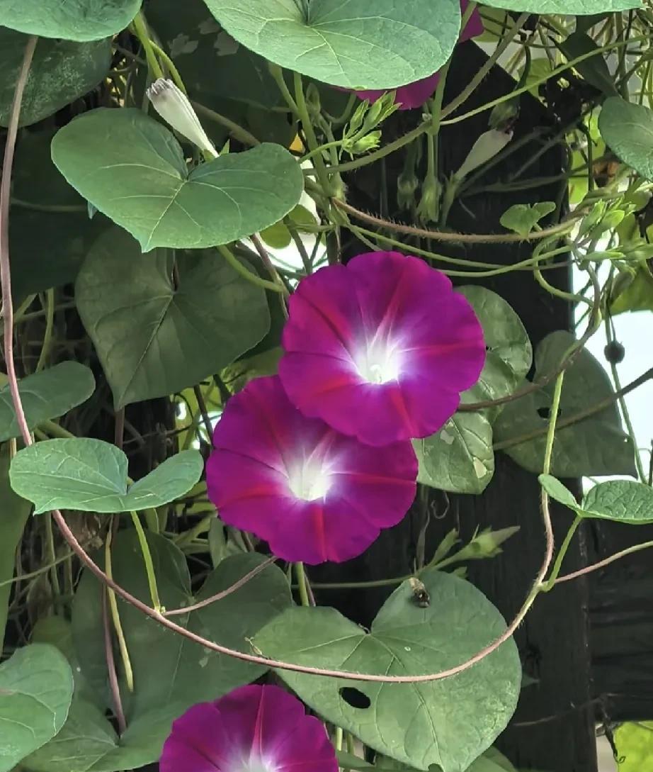 这个花有几个名字“喇叭花”“牵牛花”“夕颜花”“打破碗碗花”，你们那里叫它什么呢