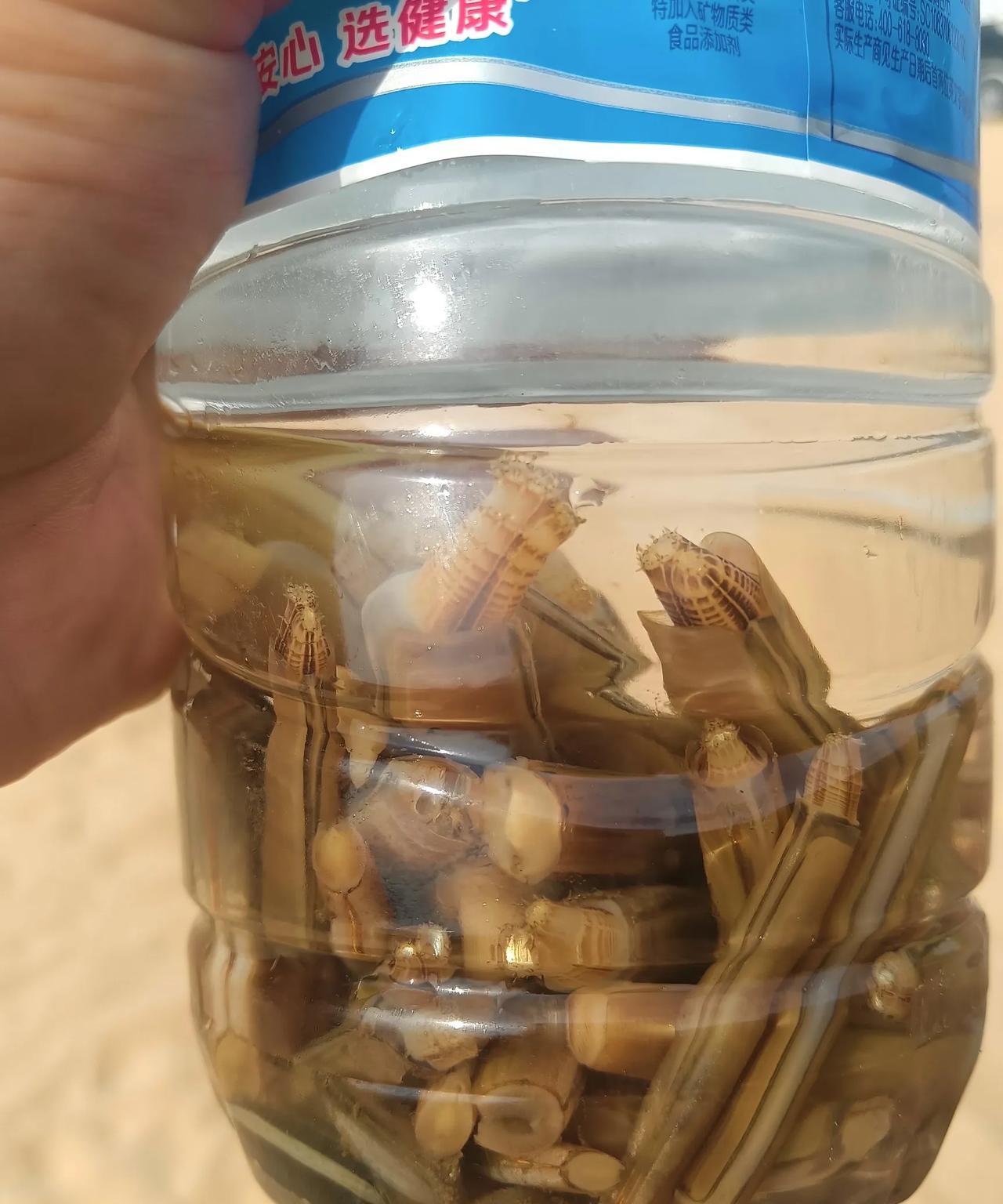 现在才知道赶海抓竹节蛏有多难，没有经验真不行，昨天在威海华发新天地用了三个小时才
