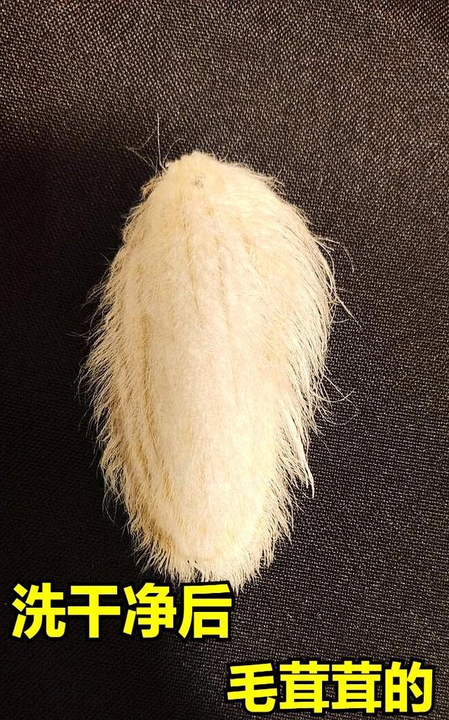 谁说养绿植费钱？告诉你个秘密，吃完水果的核别扔！
最近看到个数据，说是果核种植搜