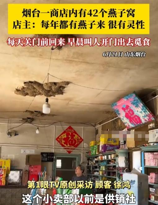 山东一商铺内，共有42窝燕子筑巢，它们每天早晨出去觅食，直到店铺关门前才会回来，