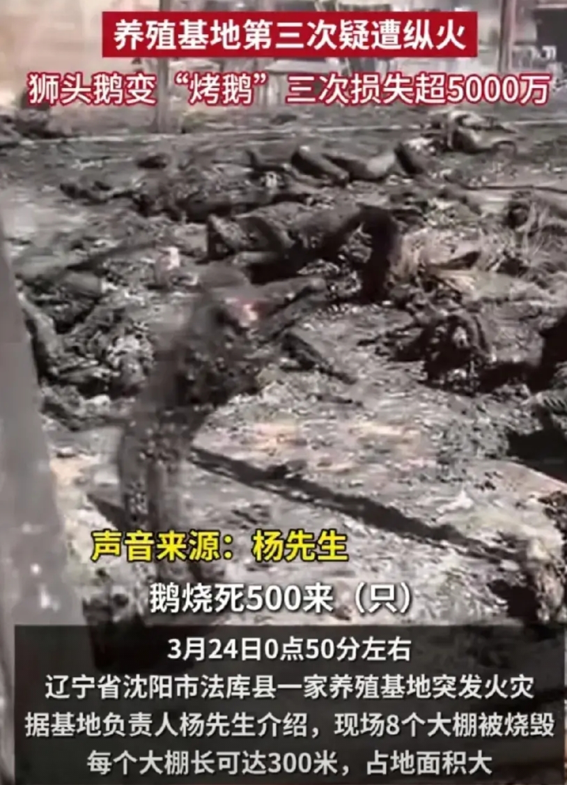 可以一起穷，不能一个人富？3月24日，法库县，一养殖基地疑第三次失火，损失超50