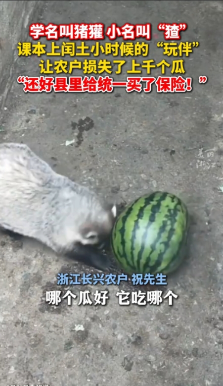 “书本照进现实！”浙江湖州，一农户发现自己的瓜田遭“贼”了，一到晚上，数十多只猹