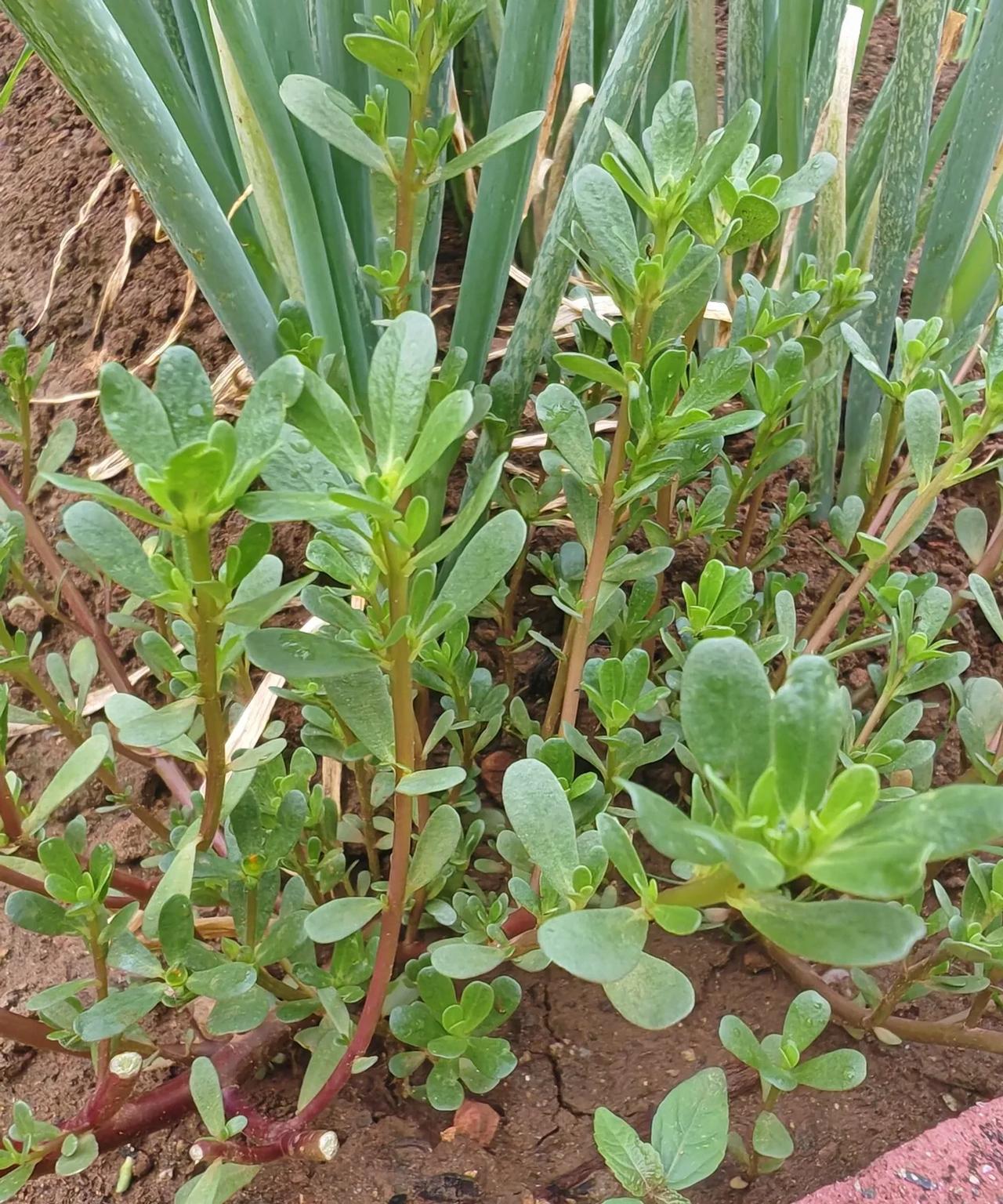 你认识吗？自己家菜地里长出来的野菜。本来想跟杂草一起拔掉，大姐说这是野菜很好吃。