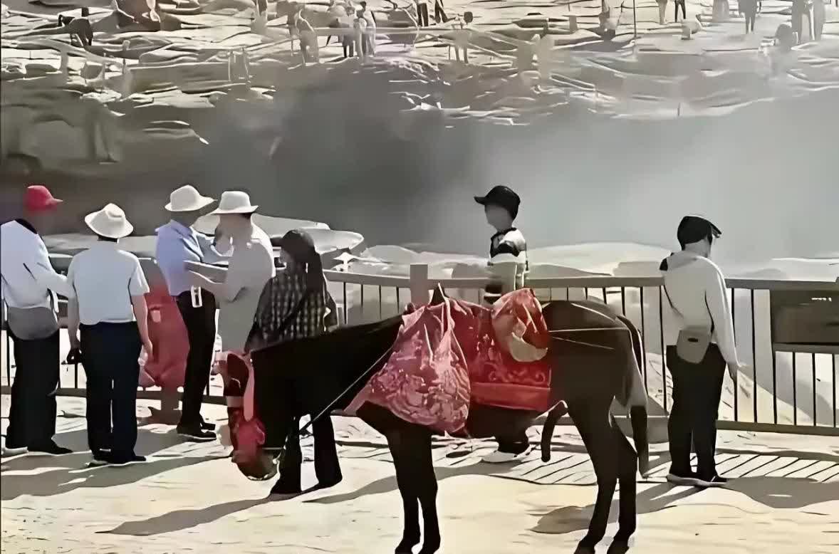 跟驴较哪门子劲！

近日，壶口瀑布被一位女子成功推上热搜，没想到火的竟然不是