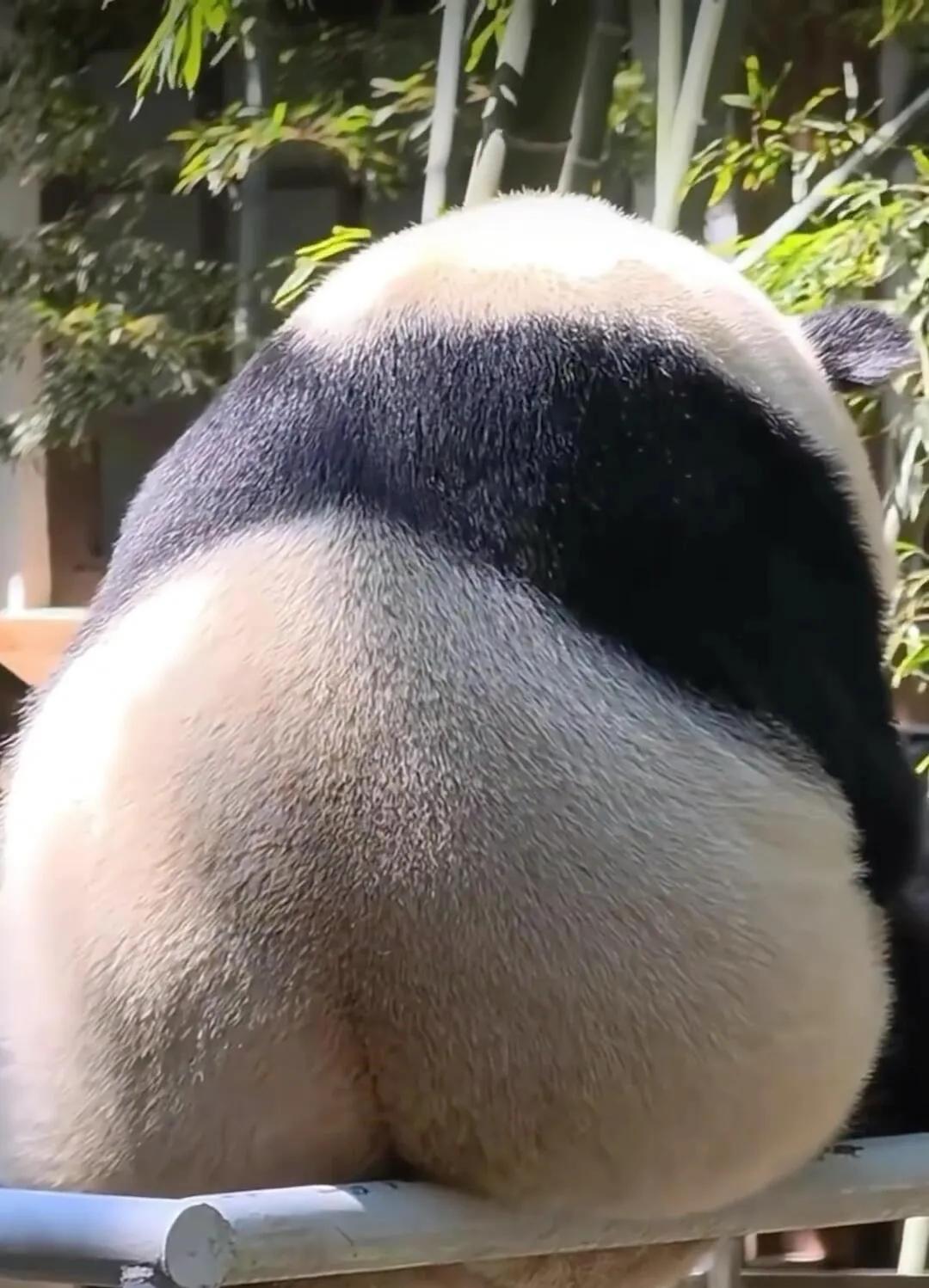 哎呦，这个大腚