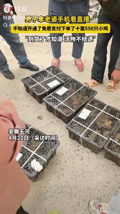 笑死人了！安徽五河，大叔拿老婆手机看直播，不料却下单了550只小鸡，等货到了才傻