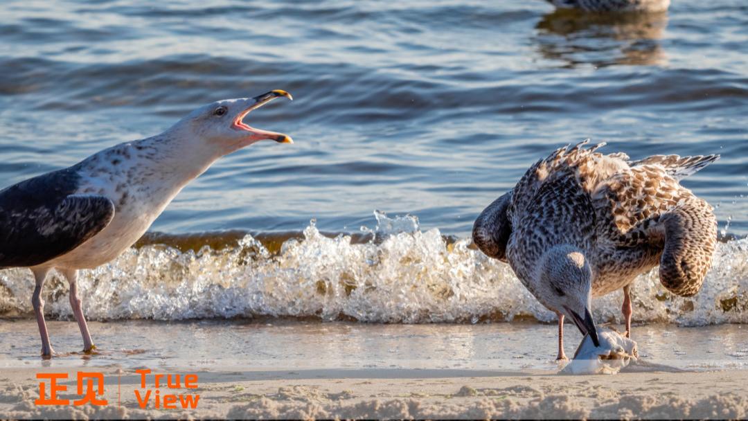 反直觉商业观察：千亿外卖战没有输家