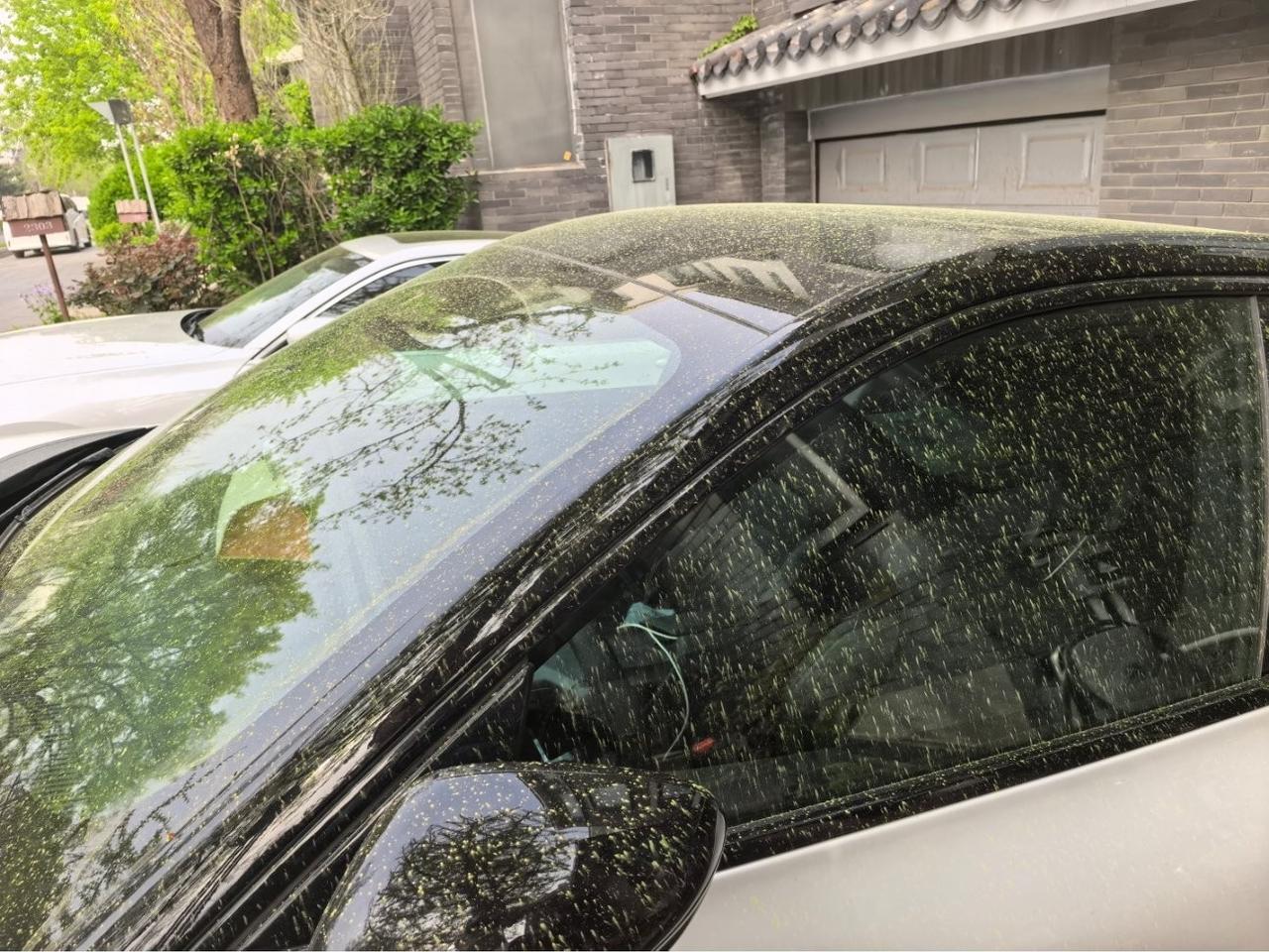 不过敏才有鬼了呢，这花粉跟下雨一样。