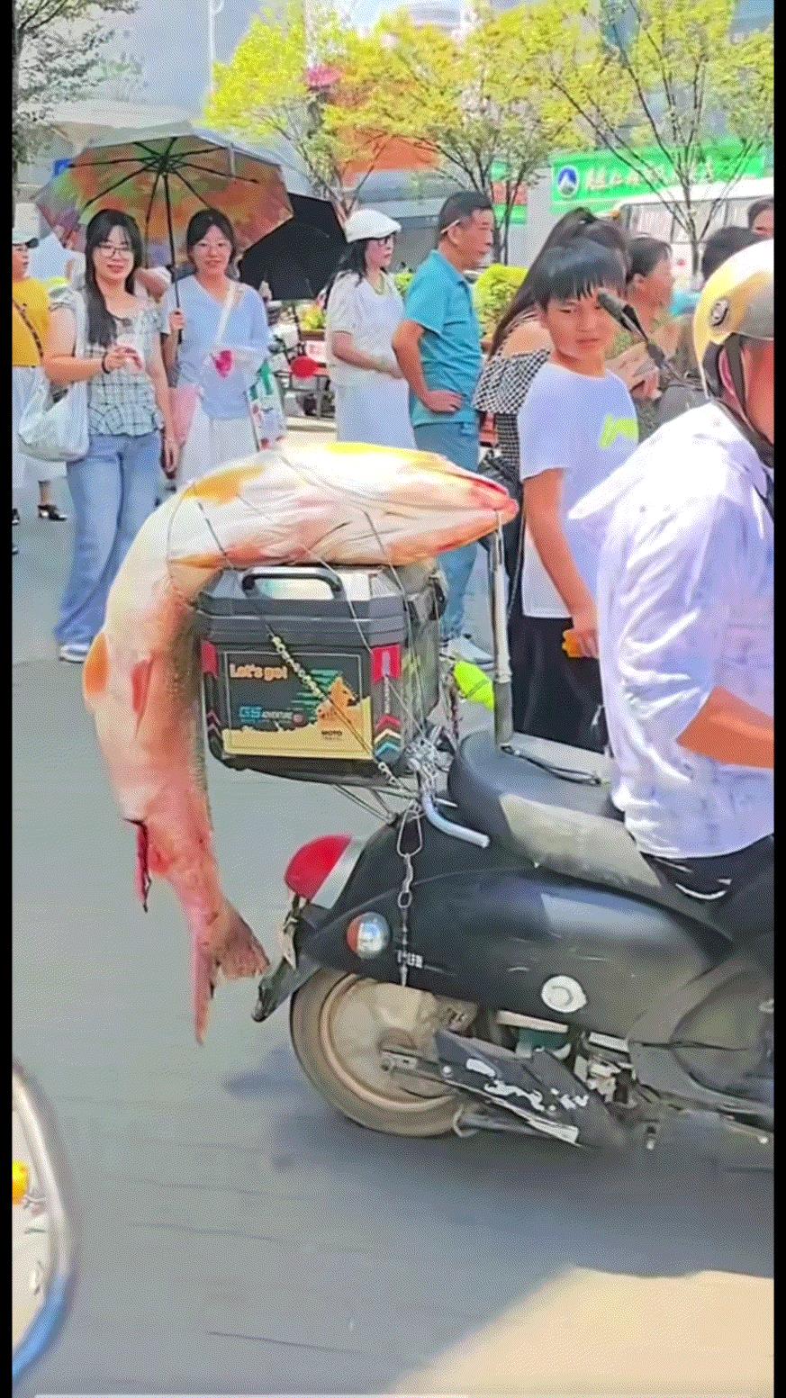 逛街时，瞧见一位大哥的电动车后尾箱上绑着一条大鱼。
他在街上绕了好几圈，有人问他