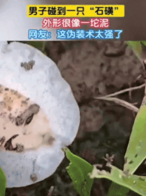 男子在爬山时，发现前方泥土竟然在动！他以为是蛇，结果凑近之后，才发现是一只“石磺
