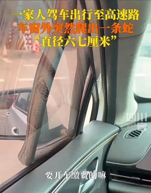	“看着太吓人”，广东男子一家去旅游，到了收费站准备缴费时，车窗外突然爬出一条蛇