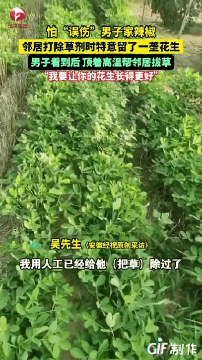 “一垄没喷药的花生地，让全网破防了！”河南酷暑晌午，吴先生顶着草帽查看辣椒田，撞