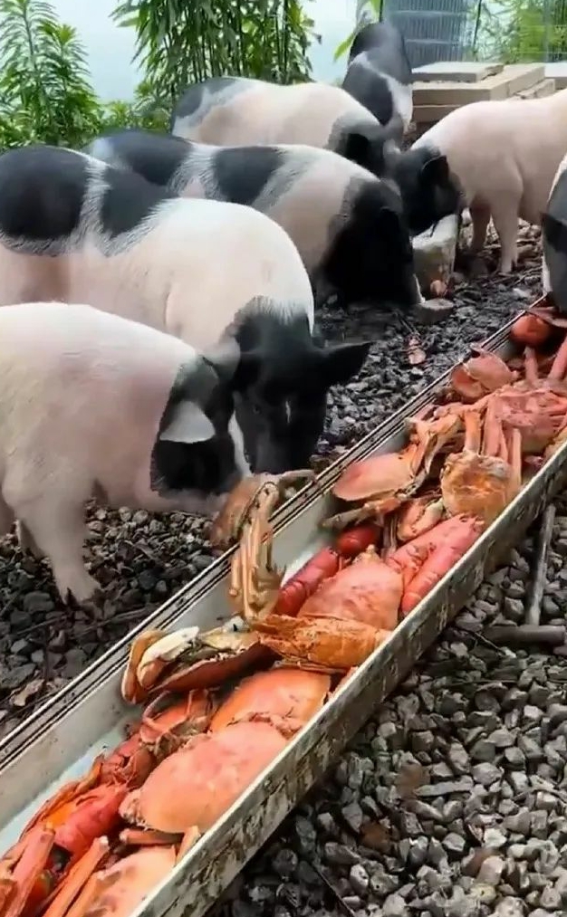 我长这么大都没那么放肆过