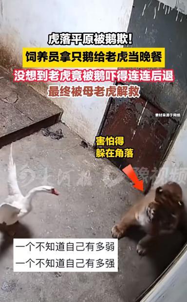 “这简直是莫大的耻辱！”2025年3月，山西临汾，一动物园的饲养员为了给老虎加餐