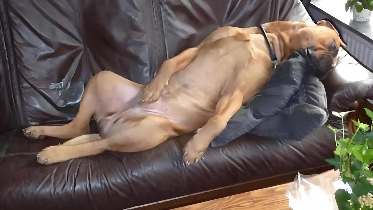 刚养狗和养狗一年后的区别，看看您都中了几条？