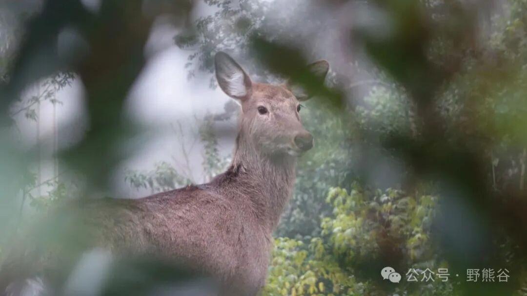 野熊谷的自然密语：黑熊霸主与梅花鹿精灵的森林二重奏