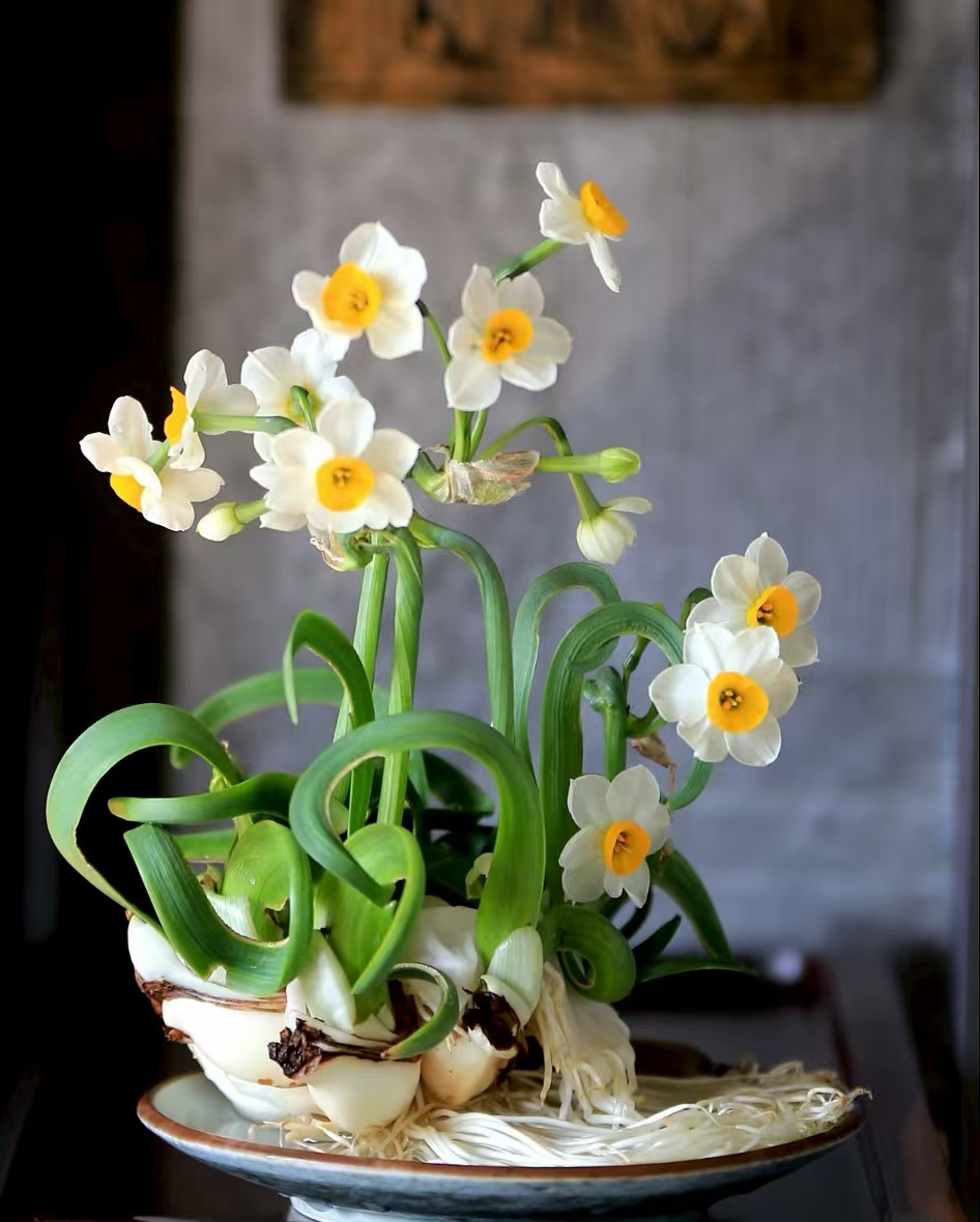 月季与水仙比栽培 —— 粗放管理 VS 精细控水