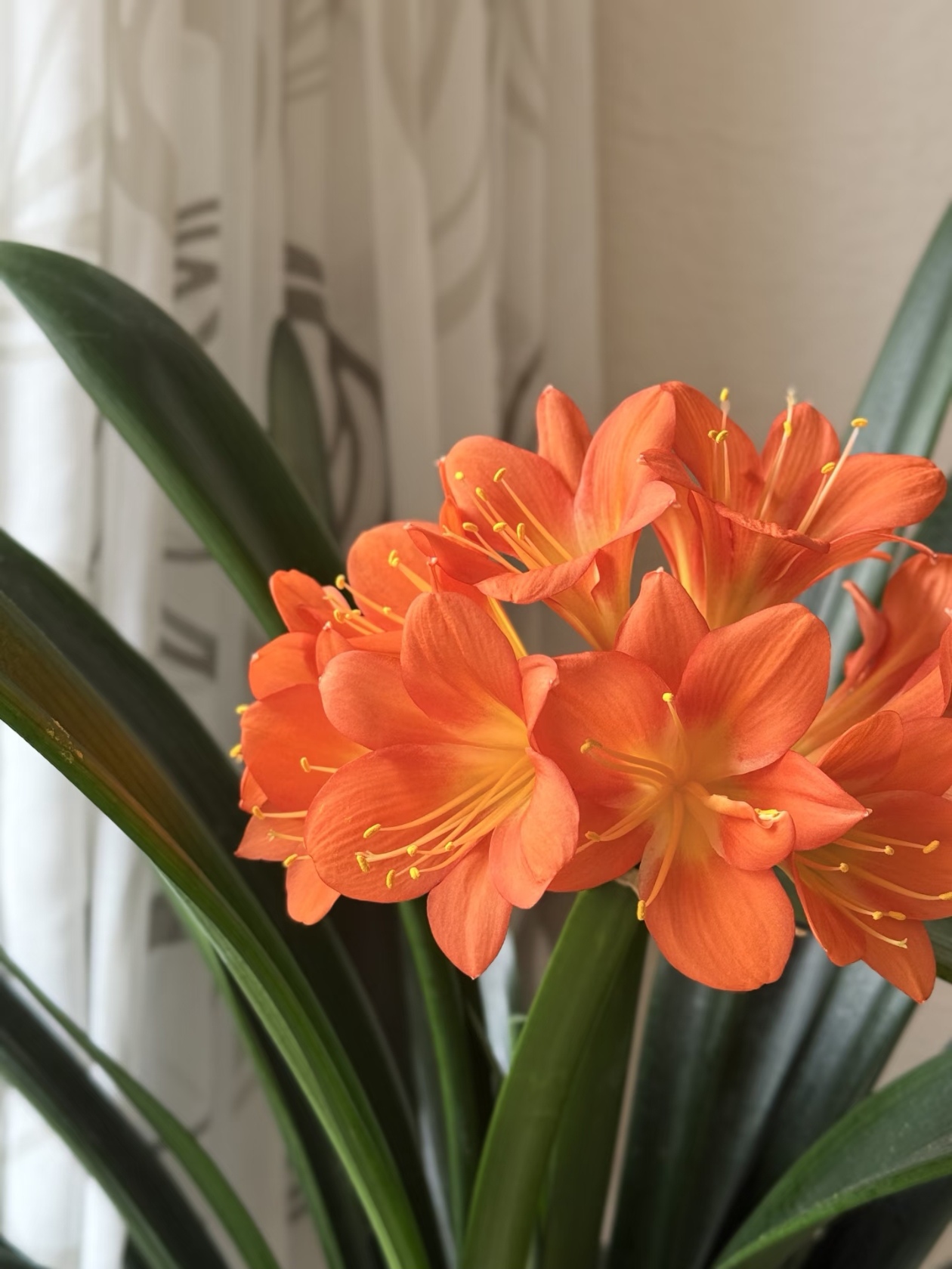 十月养君子兰：上盆有技巧，别埋太深，不然难开花