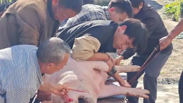 杀猪宴背后的法律风险：帮工受伤谁担责？法院这样判