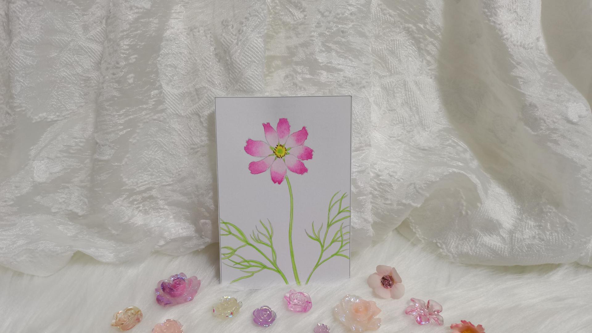 17 波斯菊（绘画 水彩 果花甘06）