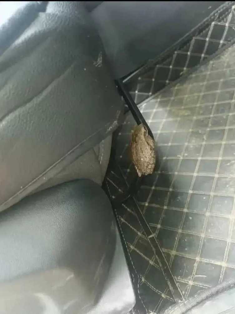 车上发现的，同志们怎么办！？

