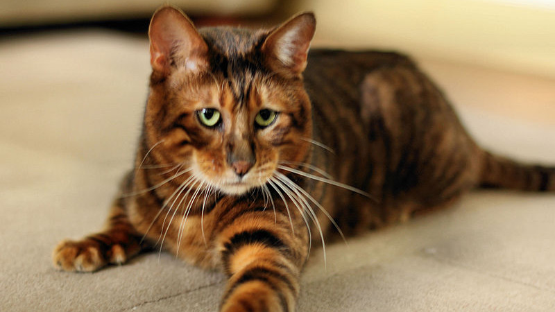 玩具虎猫：化身丛林小老虎，开启刺激新奇冒险