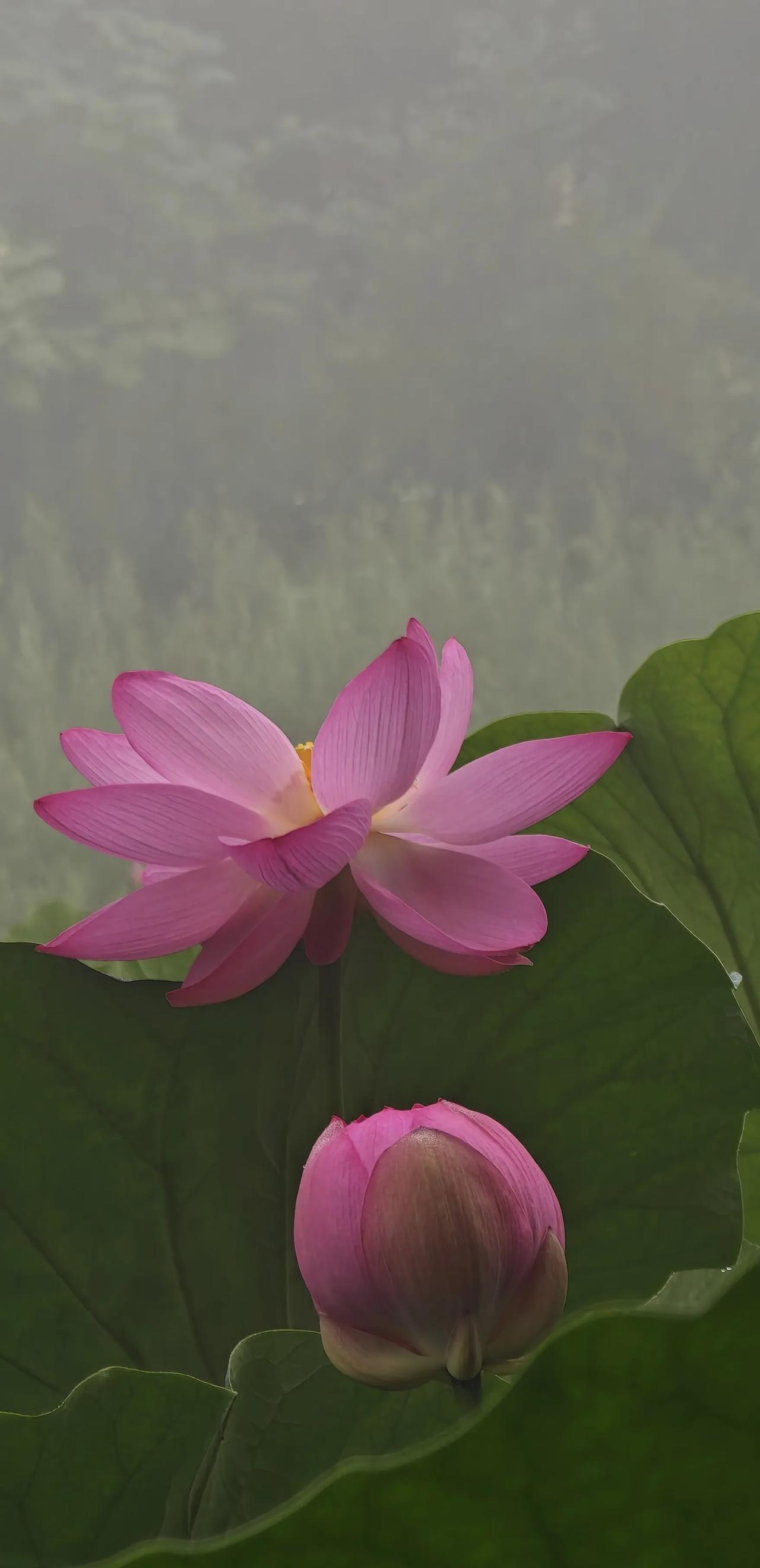 大浓湖雾里观荷