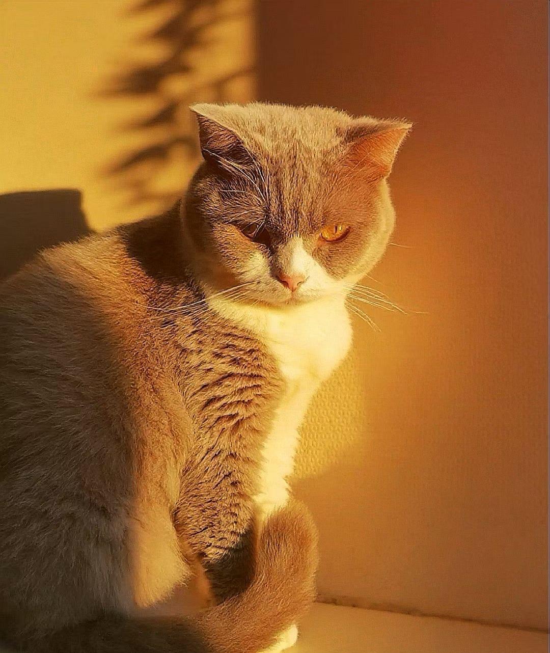 小时候猫和狗都喜欢，还养过，而且当时特别爱护它们！
但是，现在一点都不喜欢猫狗这