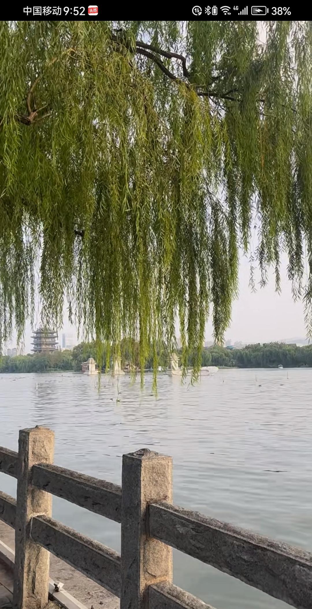 《七律·湖畔闲望》/马进鹏
柳丝垂岸罥晴光，远水悠悠接大荒。
塔影浮沉波底月，栏
