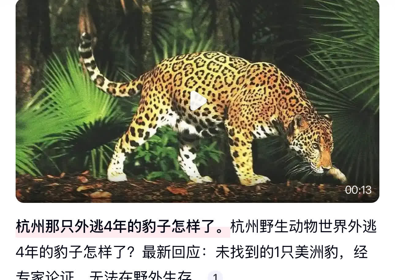 2021年杭州野生动物世界那三只“越狱”金钱豹，可是掀起了好大的风浪。如今都过去