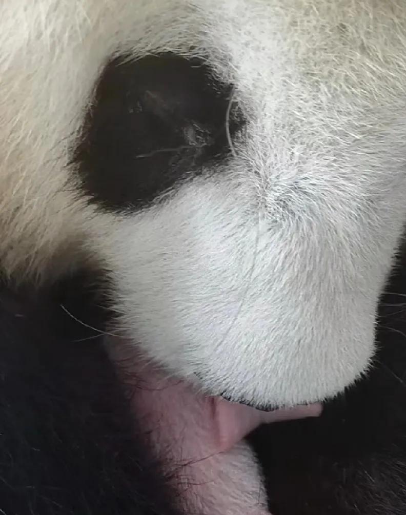 哇，大熊猫“良月”当妈妈啦！
恭喜重庆动物园，今年又添新宝宝了。
前年是小五，去