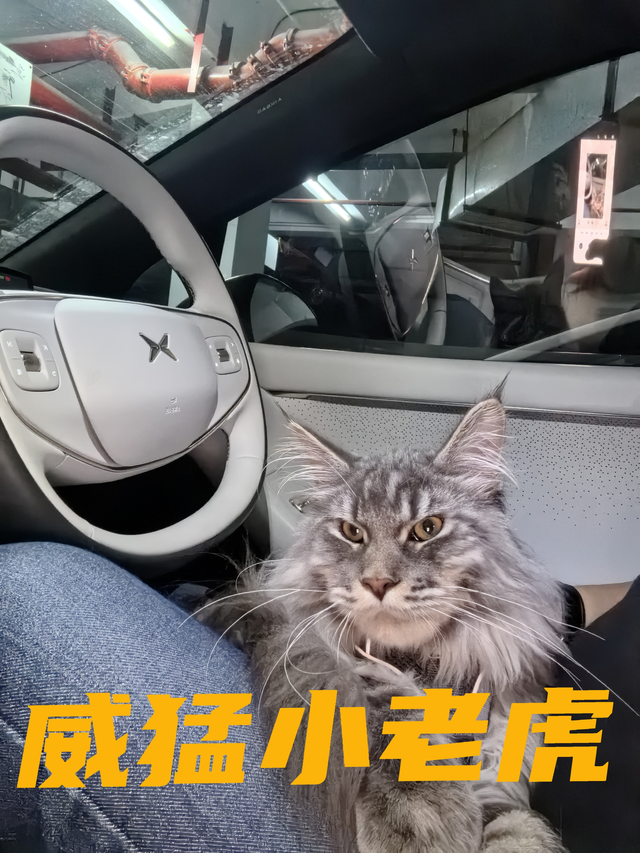 威猛小老虎上了我P7＋
看图吧，从威猛到呆萌，再到调皮乱走！
不过小老虎坐车容易