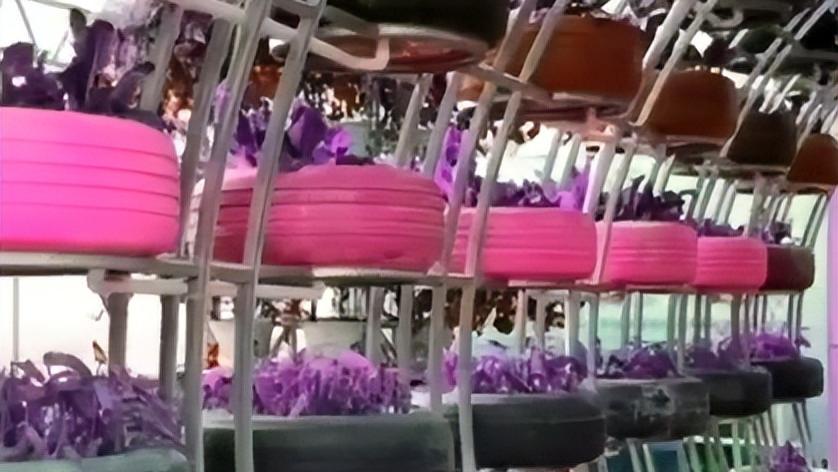 用旧车轮搞立体种植，这波 “都市农艺” 操作绝了！