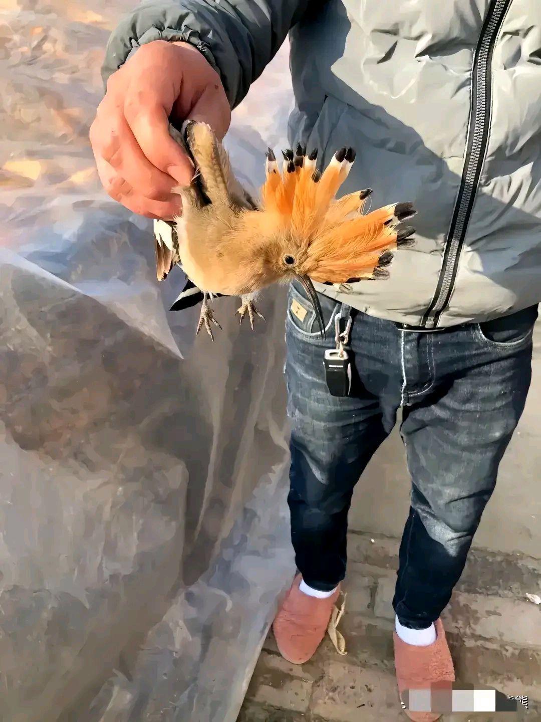 这是什么鸟？怎么长得这么奇怪。