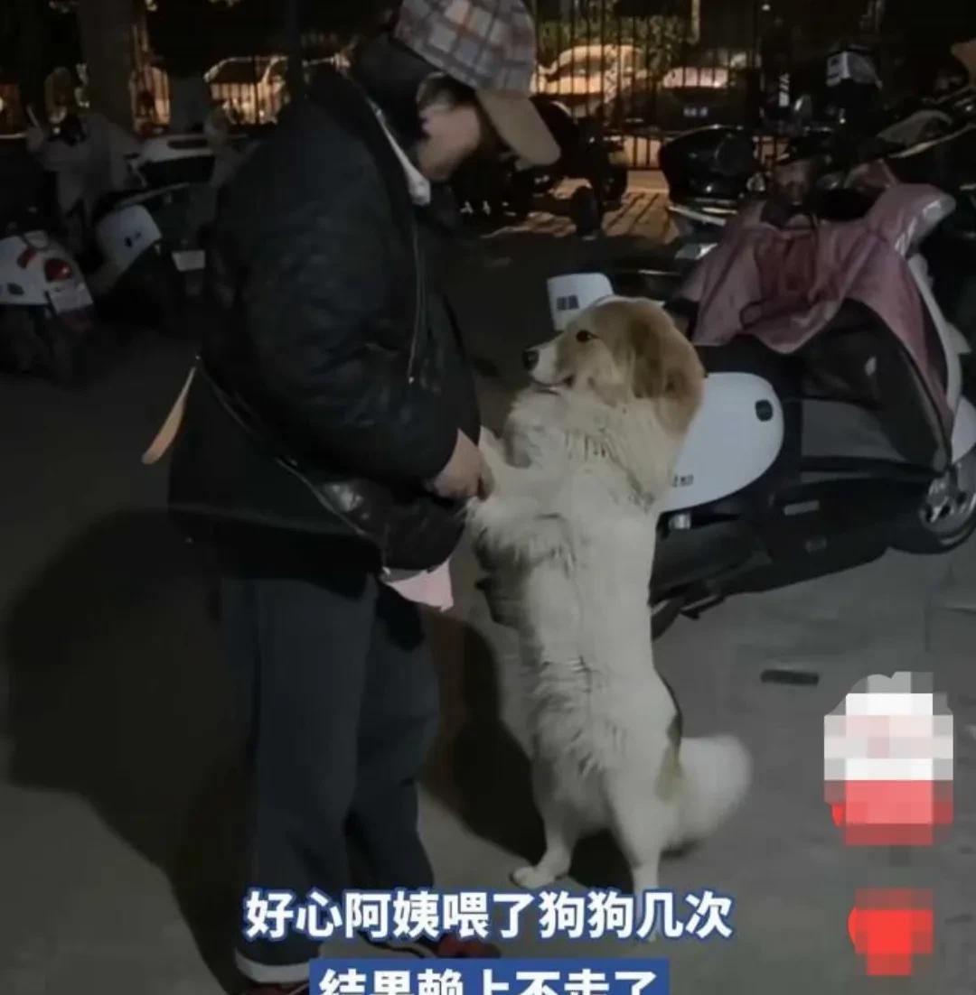 湖北，阿姨看见一只狗狗，饿的躺在地上，没精打采，很可怜。便好心投喂了它几次。
谁