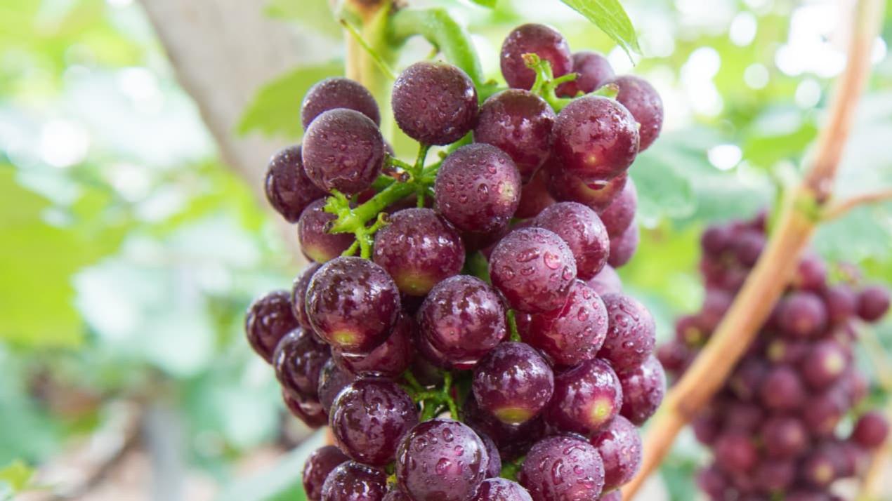 三周虫害爆发预警，颠覆认知，黄淮潮土区，大葱蓟马防治新招