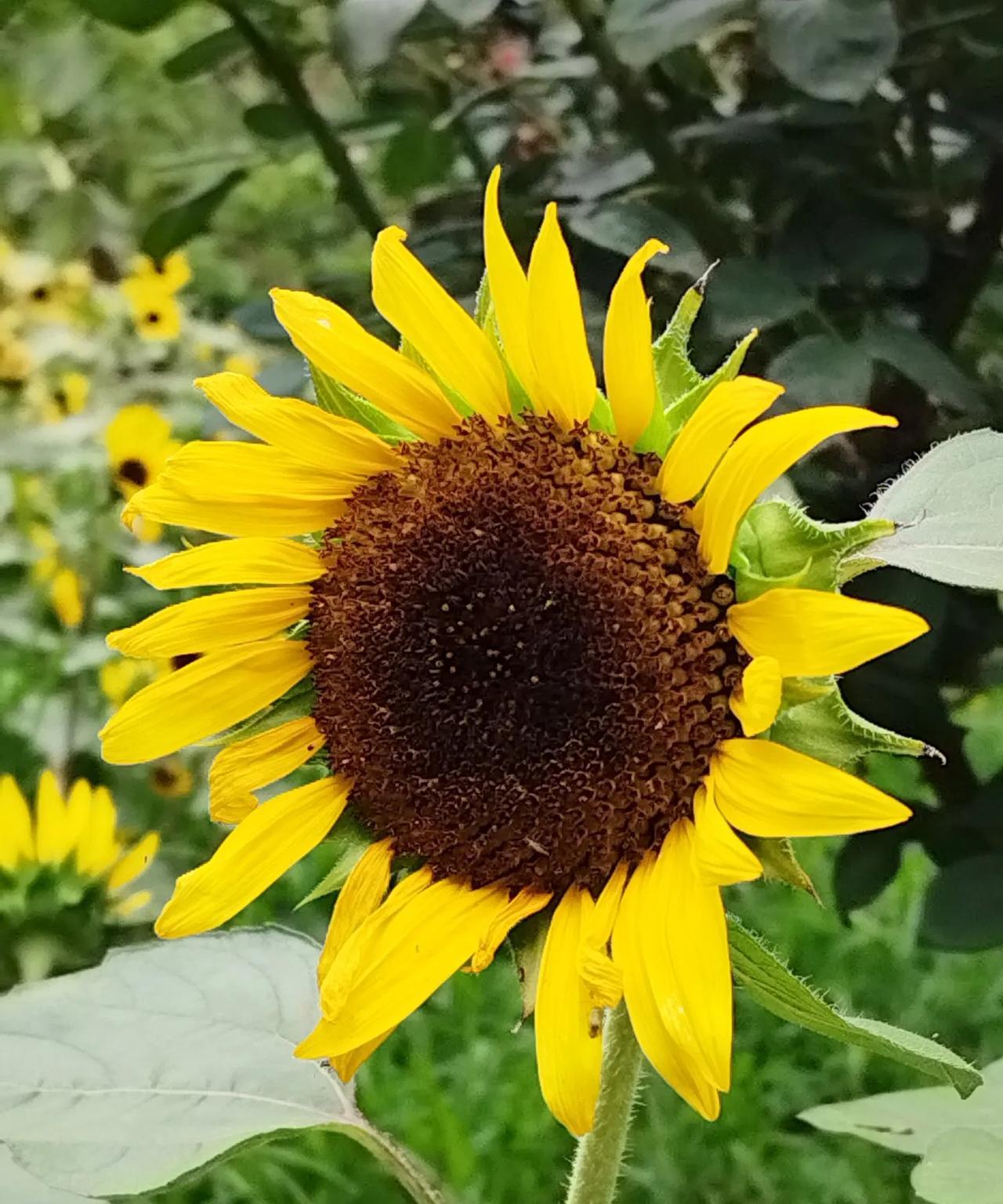 葵花谣
葵花呀，蔡花
你那灿烂的金黄
是大地捧出来的阳光模样
永远向着太阳
从晨