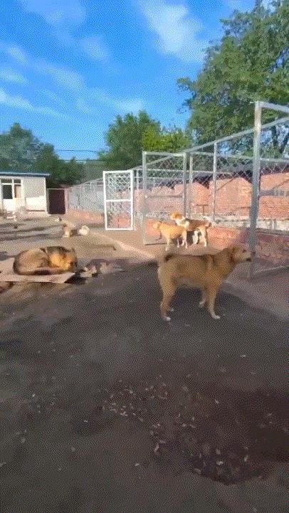 中国“土狗”火爆外网，成寓言故事主角，中国本地犬才是王者！
这两天，一只生活在中