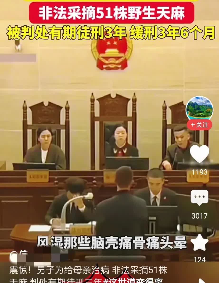 为母治病，采摘51株野生天麻，男子被判处三年有期徒刑。
现在的中医难啊，一不小