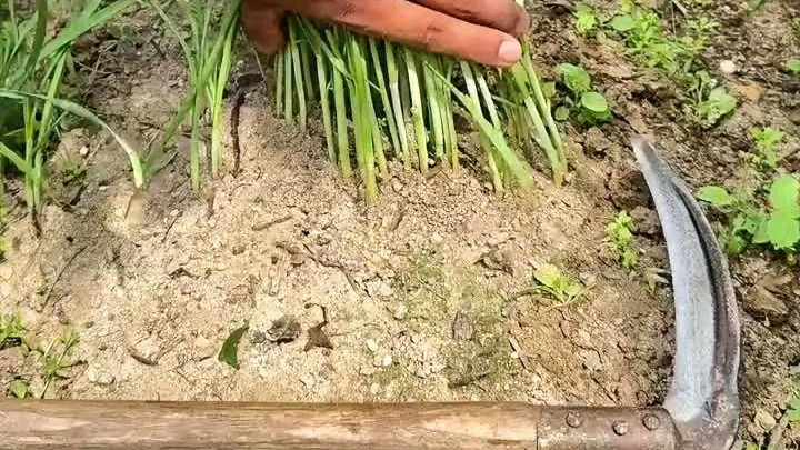 夏季韭菜别乱割！停割时间+3大禁忌，做错难怪产量少一半