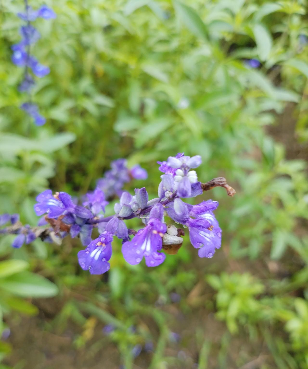 #随手拍公园花草#
