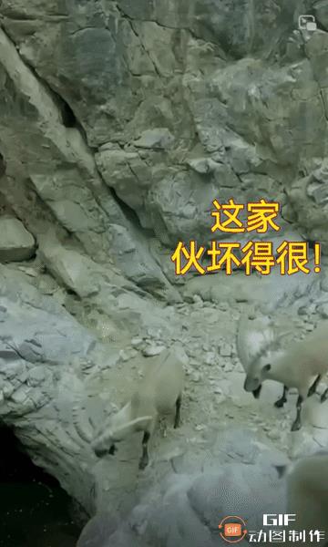 后面这家伙坏得很，前面的羊在喝水，这糟老羊一下给推进深潭里。还好羊还会点水性，要