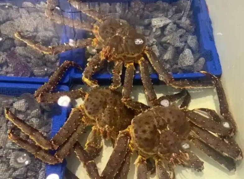 杭州拱墅，男子的海鲜店天天亏损，他便怀疑有人偷拿他的海鲜，于是查看了监控以后，竟